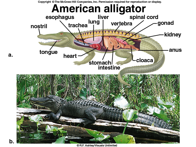 dissection - american alLIgator